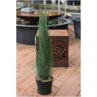 JUNIPERUS SCOPULORUM ´BLUE ARROW´