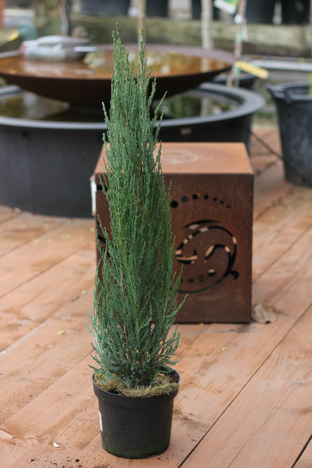 JUNIPERUS SCOPULORUM ´BLUE ARROW´