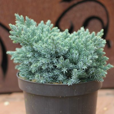 JUNIPERUS SQUAMATA ´BLUE STAR´