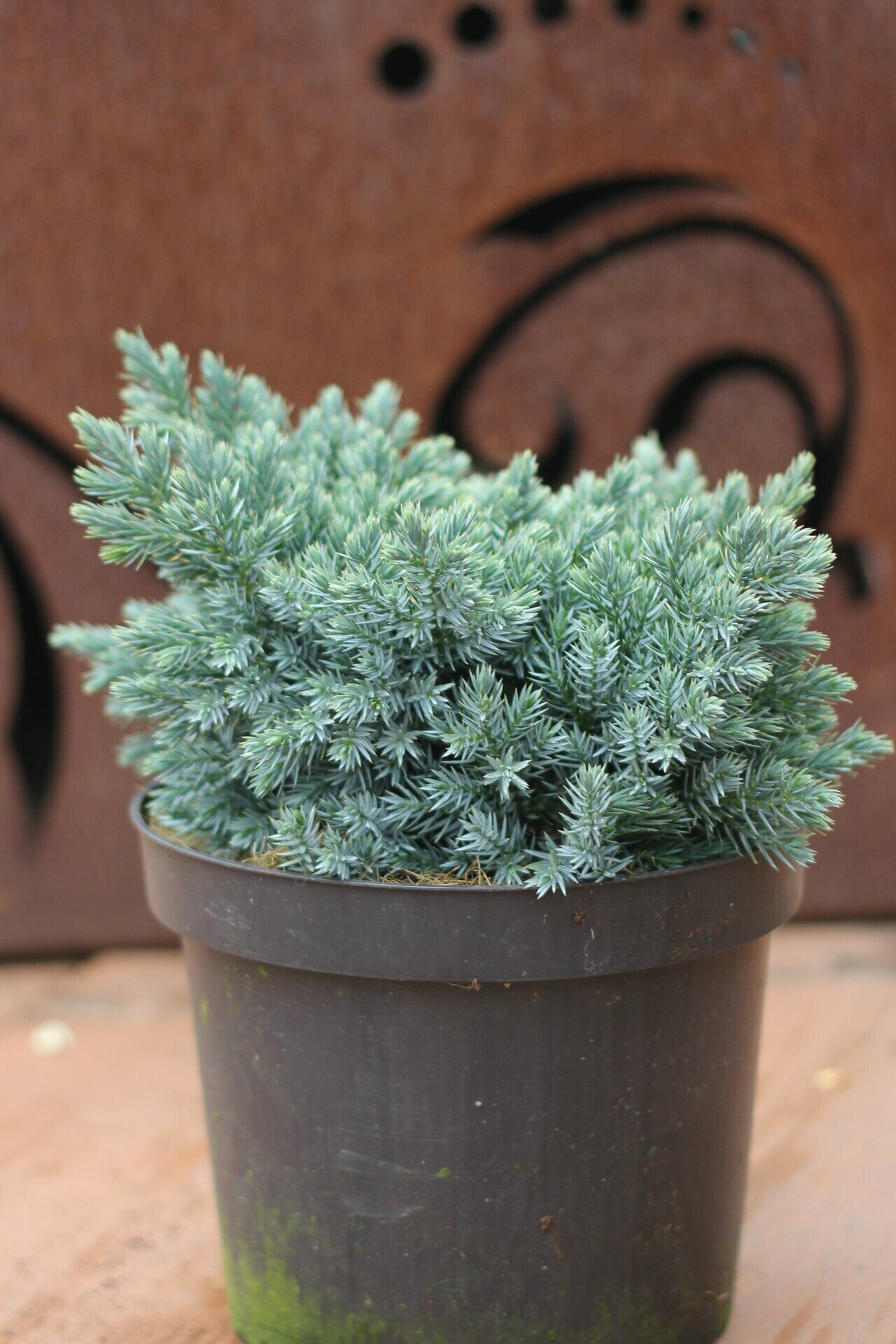 JUNIPERUS SQUAMATA ´BLUE STAR´