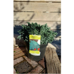JUNIPERUS SQUAMATA ´BLUE STAR´