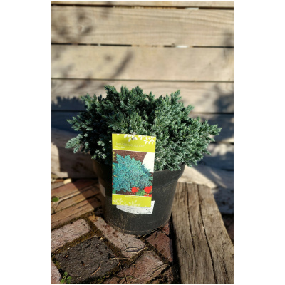 JUNIPERUS SQUAMATA ´BLUE STAR´