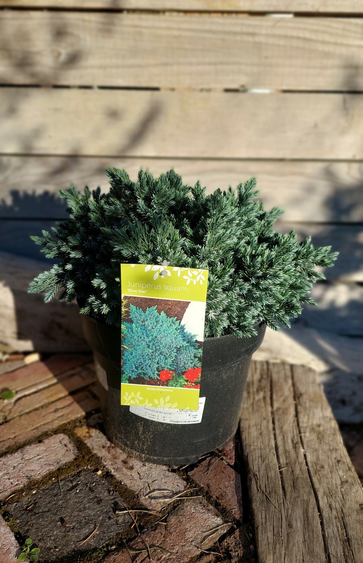 JUNIPERUS SQUAMATA ´BLUE STAR´