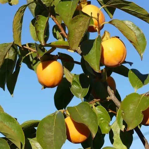 KAKI K25,10-12, 1/2 kmeň