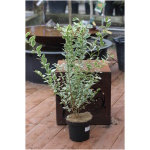 LIGUSTRUM UV. AUREUM