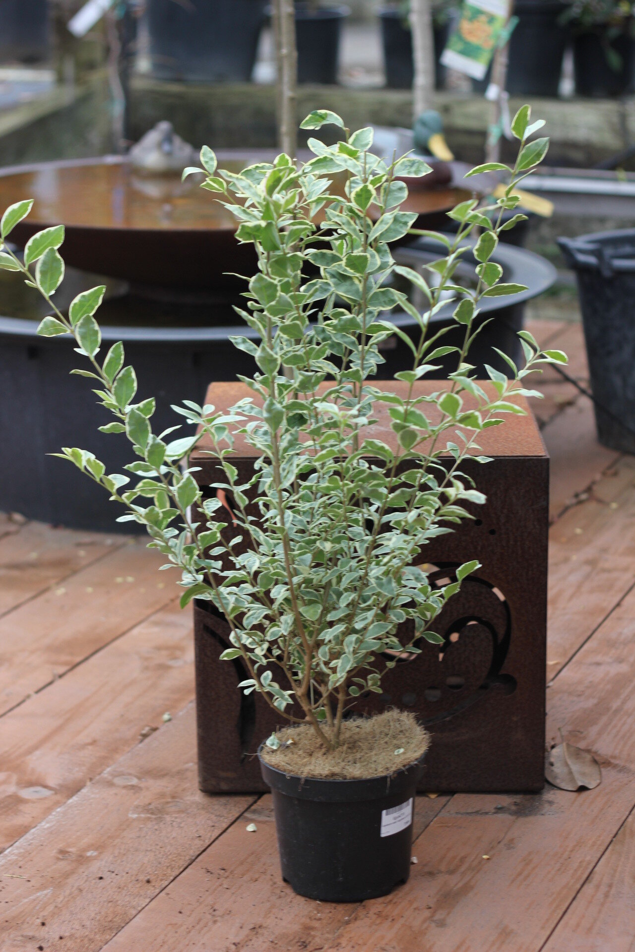 LIGUSTRUM UV. AUREUM