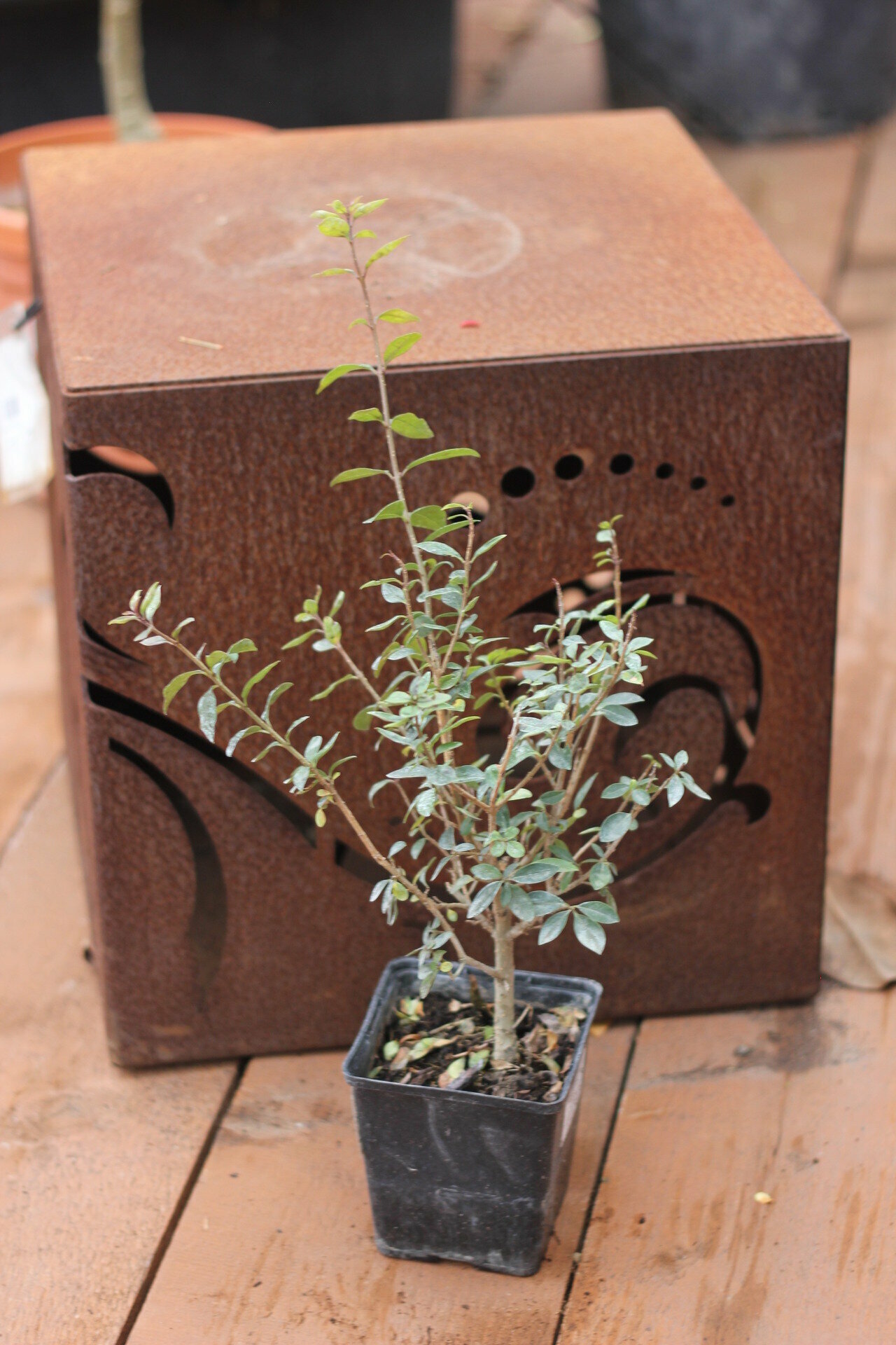 LIGUSTRUM VULGARE