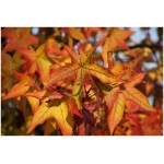 LIQUIDAMBAR STYRACIFLUA