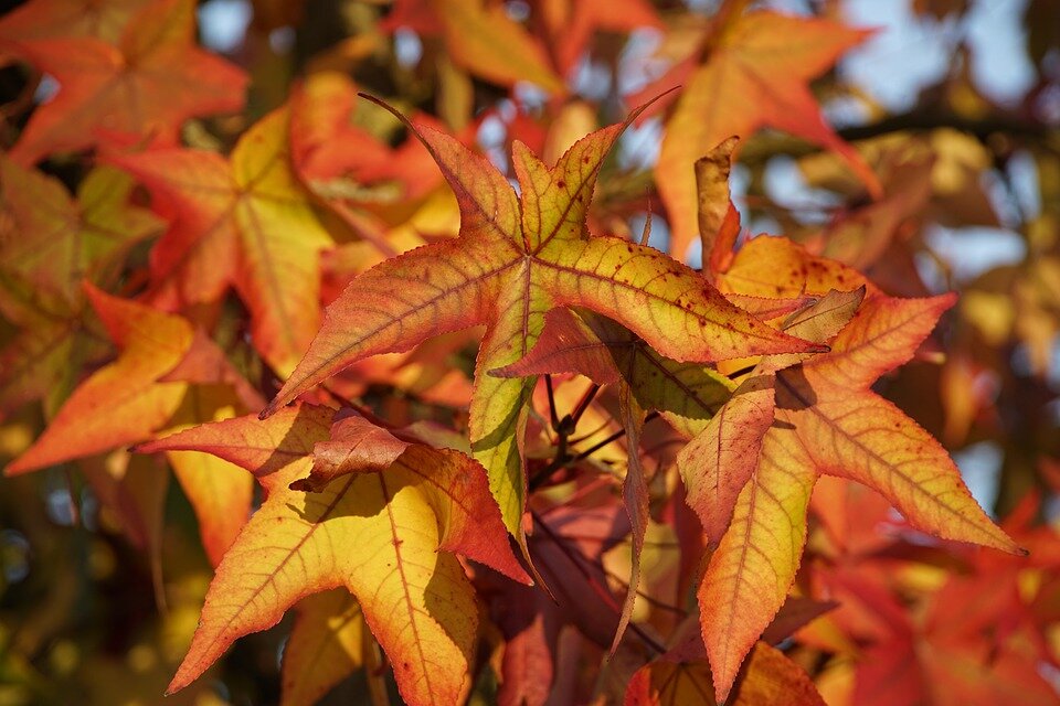 LIQUIDAMBAR STYRACIFLUA
