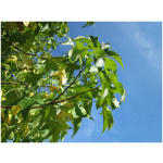 LIQUIDAMBAR STYRACIFLUA