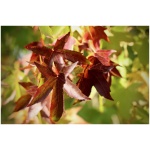 LIQUIDAMBAR STYRACIFLUA "Gum Ball" K25