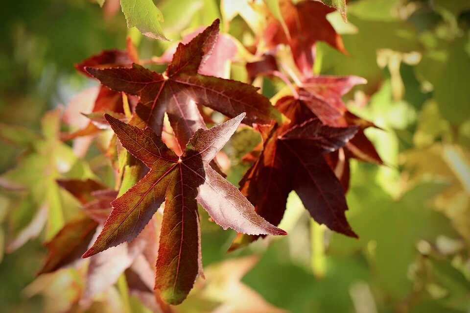 LIQUIDAMBAR STYRACIFLUA