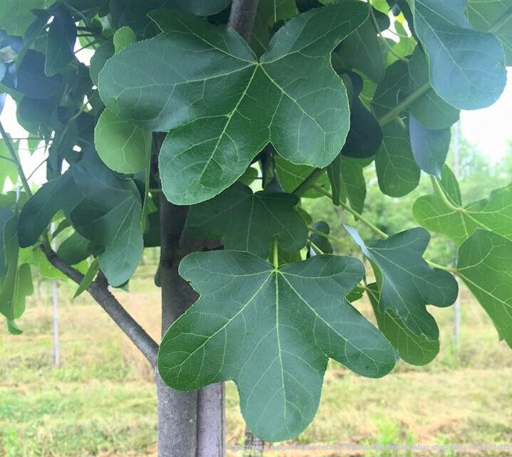 LIQUIDAMBAR STYRACIFLUA