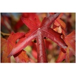 LIQUIDAMBAR STYRACIFLUA ´WOORPLESDON´
