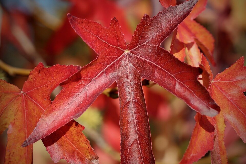 LIQUIDAMBAR STYRACIFLUA ´WOORPLESDON´