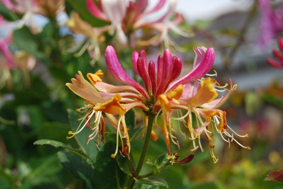 LONICERA HENRYI