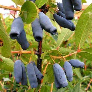 Lonicera
