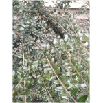 LONICERA NITIDA ´ELEGANTISSIMA´