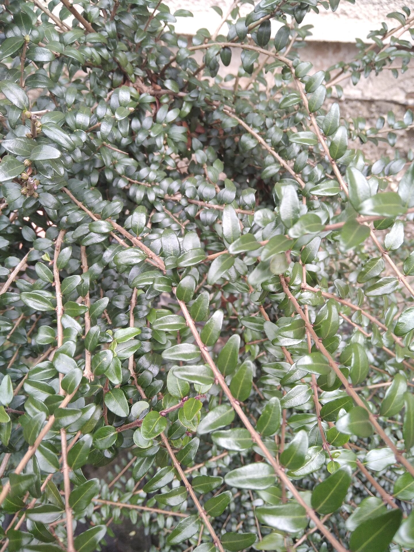 LONICERA NITIDA ´ELEGANTISSIMA´