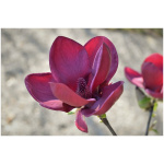 MAGNOLIA ´GENIE´