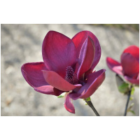 MAGNOLIA ´GENIE´