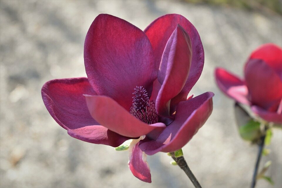 MAGNOLIA ´GENIE´