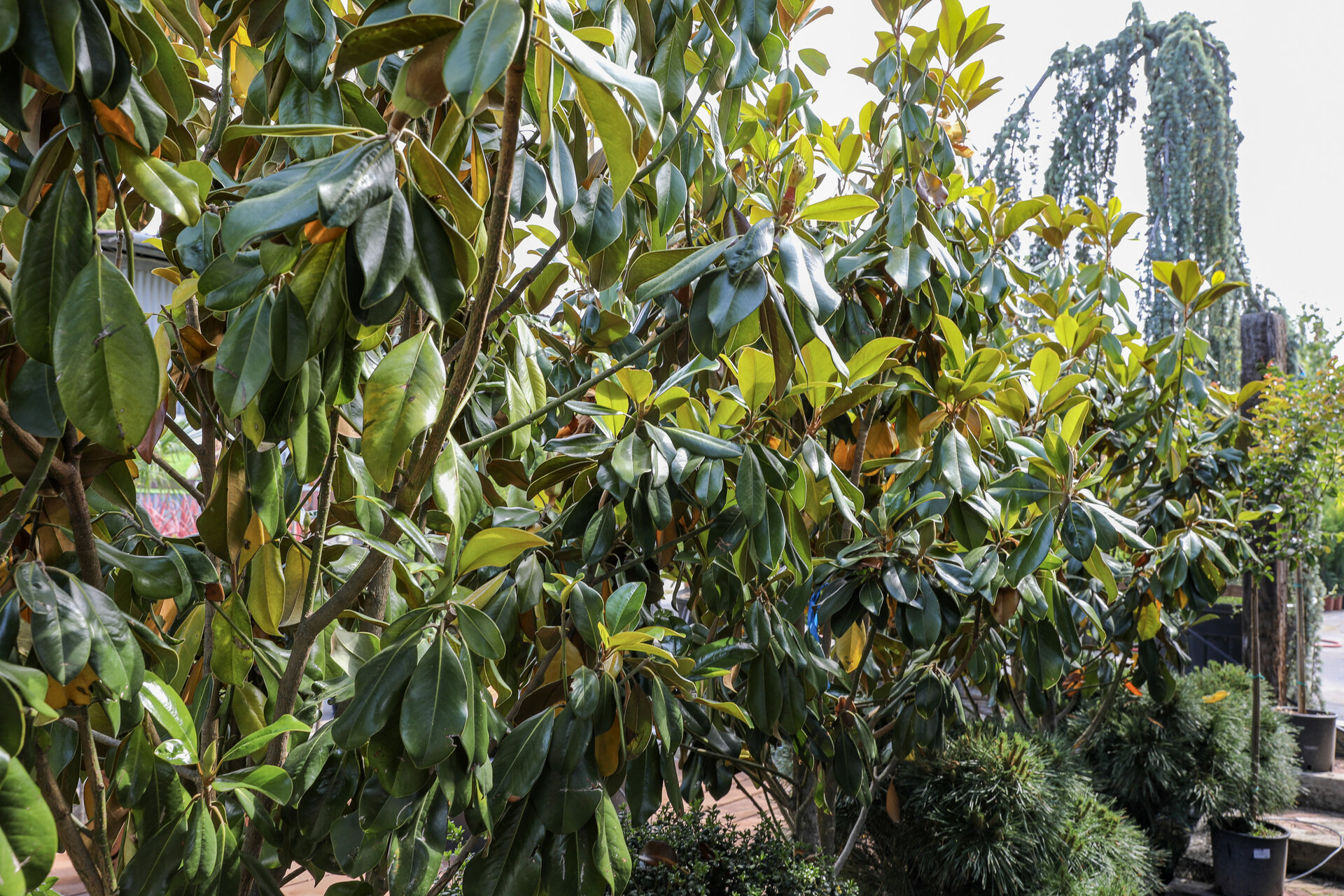 MAGNOLIA GRANDIFLORA ´GALLISSONIENSIS´