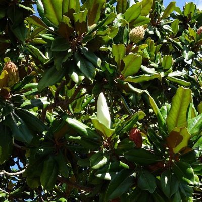 MAGNOLIA GRANDIFLORA ´GALLISSONIENSIS´