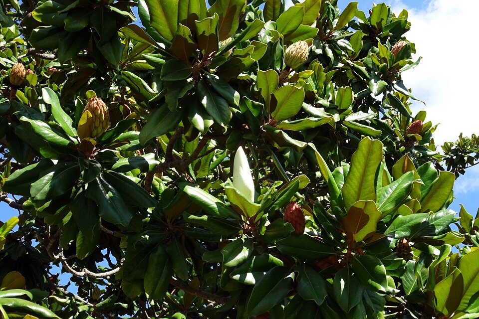 MAGNOLIA GRANDIFLORA ´GALLISSONIENSIS´