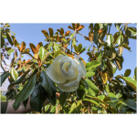 MAGNOLIA GRANDIFLORA ´GALLISSONIENSIS´