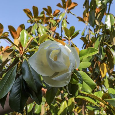 MAGNOLIA GRANDIFLORA ´GALLISSONIENSIS´
