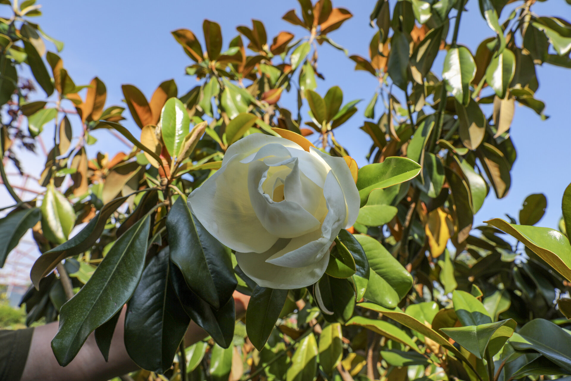 MAGNOLIA GRANDIFLORA ´GALLISSONIENSIS´