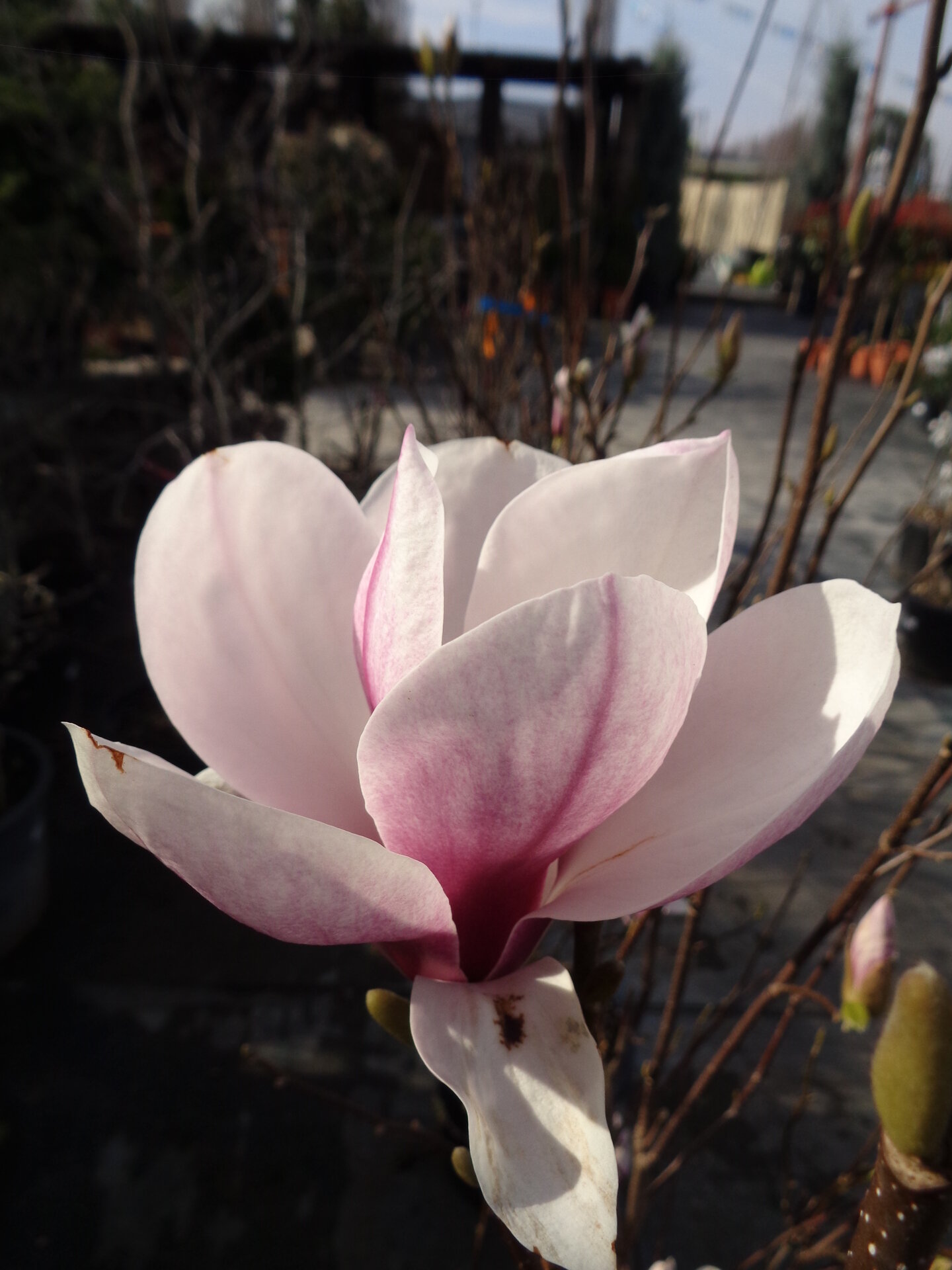 MAGNOLIA SOULANGEANA