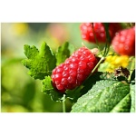 Malinoostrizina tayberry