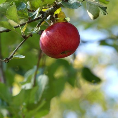 MALUS COMMUNIS