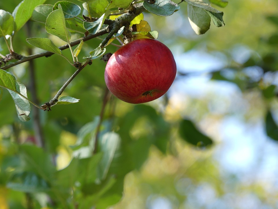 MALUS COMMUNIS