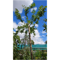 MALUS X ROBUSTA RED SENTINEL