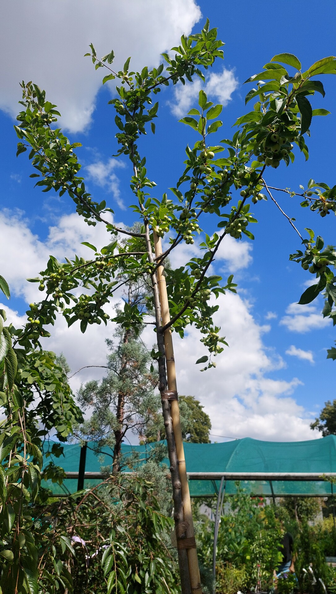 MALUS X ROBUSTA RED SENTINEL