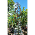 MALUS X SCHEIDECKERI RED JADE