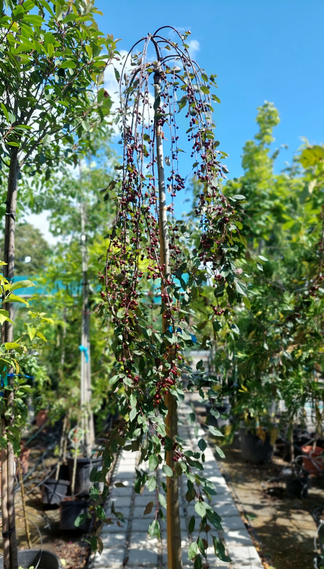 MALUS X SCHEIDECKERI RED JADE