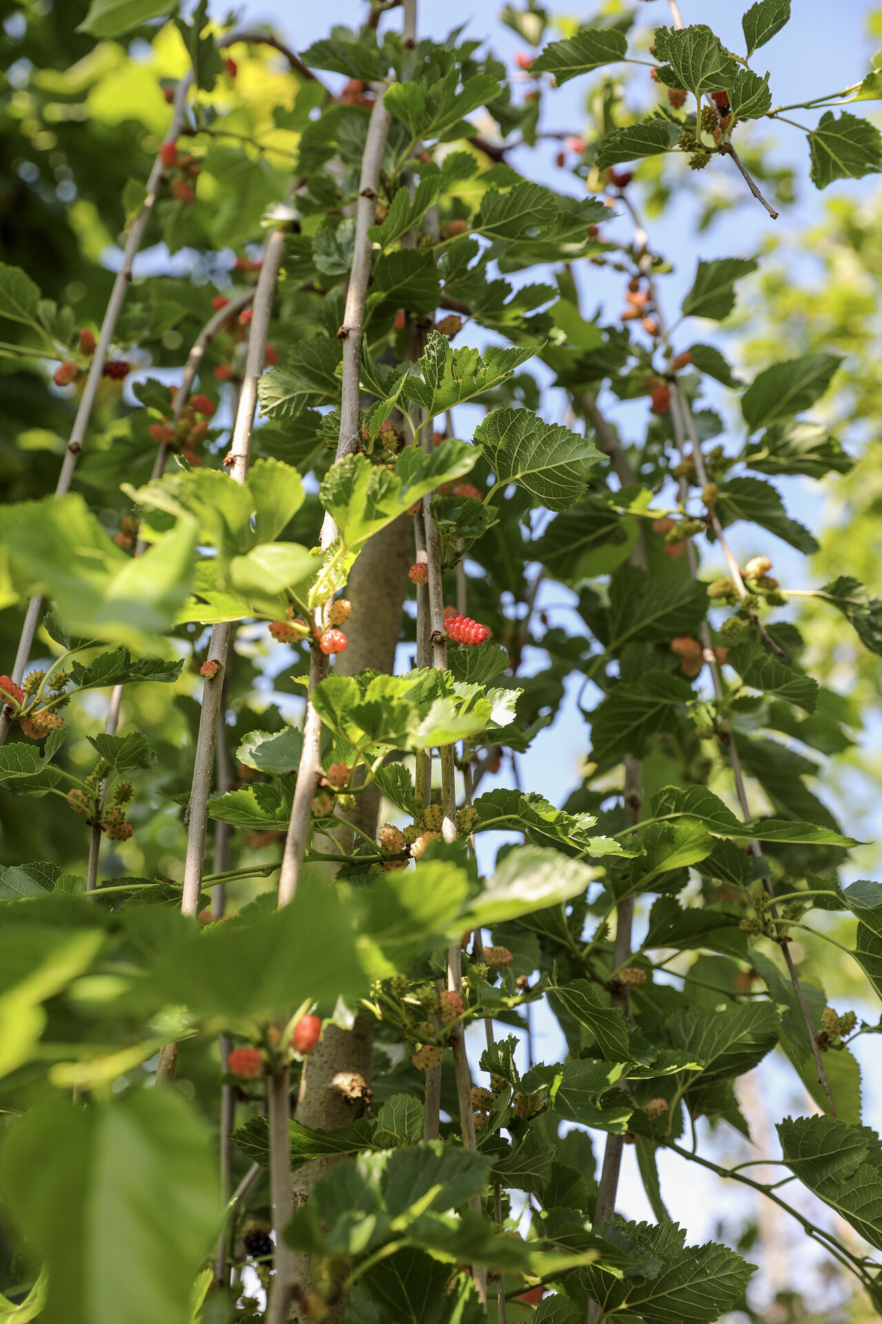 MORUS ALBA ´GIANT FRUIT´