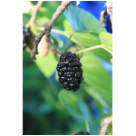 Moruša ´MOJO BERRY´ K2