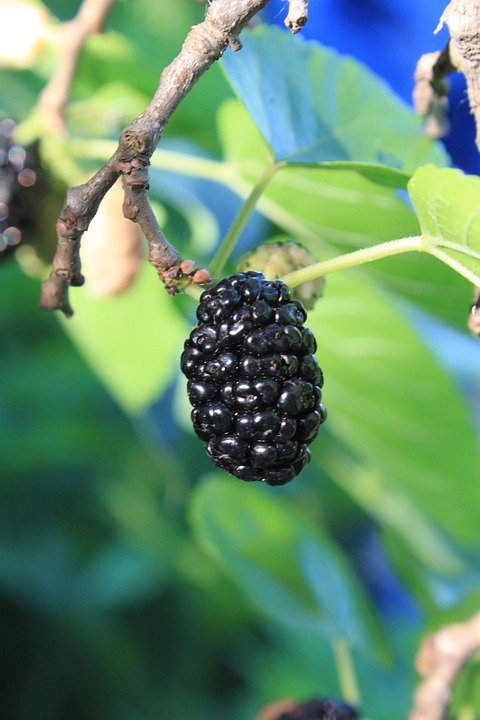 Moruša ´MOJO BERRY´ K2