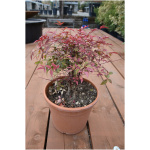 NANDINA DOMESTICA ´BLUSH PINK´