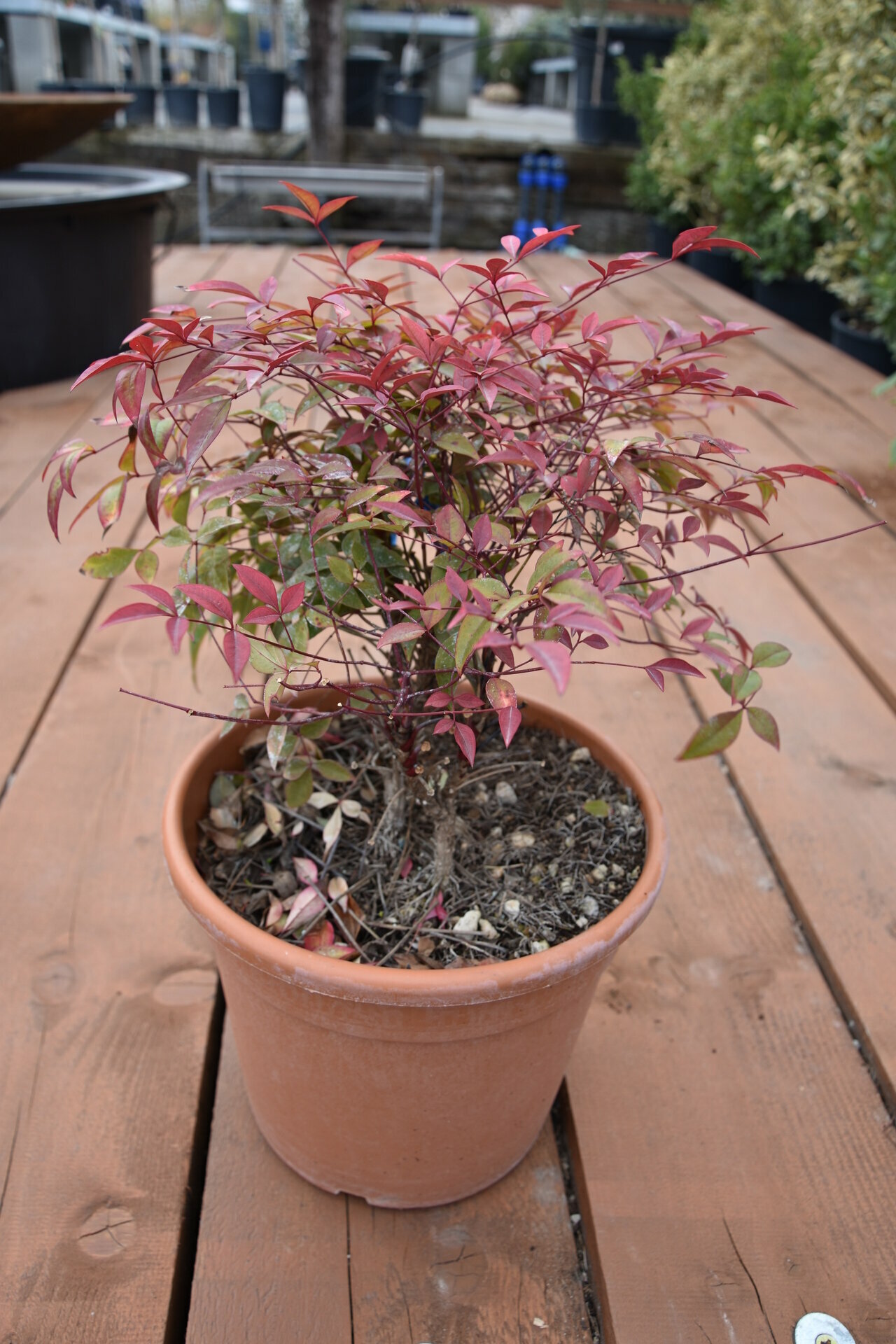 NANDINA DOMESTICA ´BLUSH PINK´