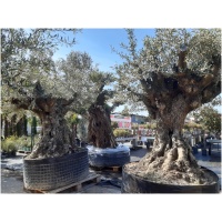 OLEA EUROPAEA