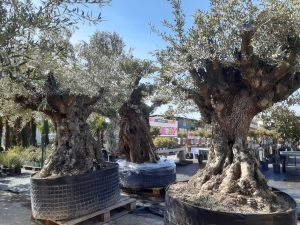 OLEA EUROPAEA