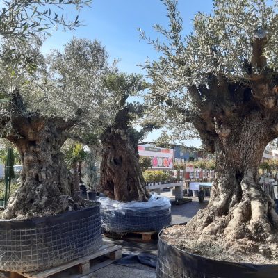 OLEA EUROPAEA