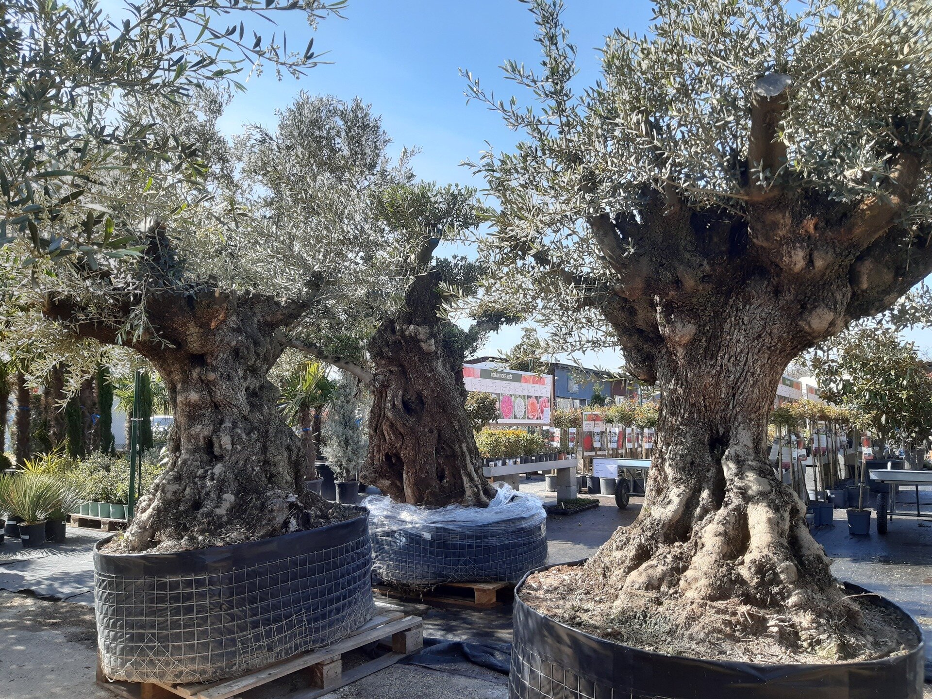 OLEA EUROPAEA