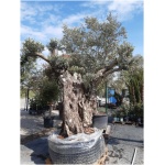OLEA EUROPAEA